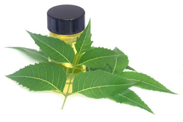 Dịch chiết neem có chứa các hoạt chất kháng khuẩn mạnh giúp điều trị mụn hiệu quả